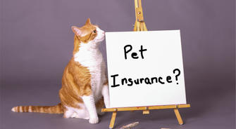How to Choose Pet Insurance That Truly Protects Your Pet